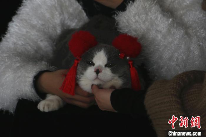 一宠物猫戴上头饰，拍摄春节主题写真。　林馨 摄