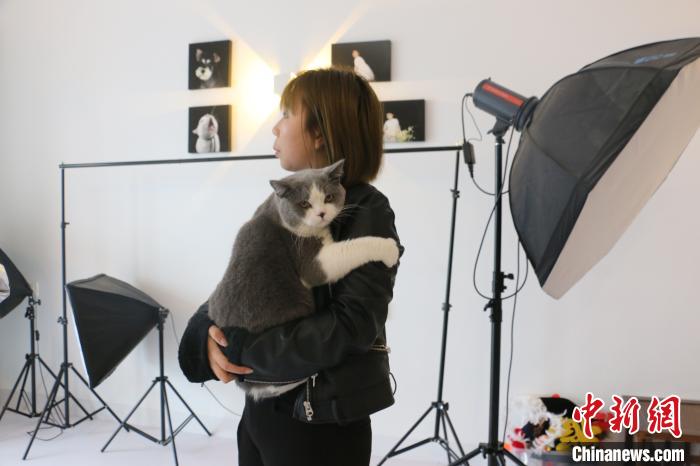 图为拍摄前，宠物摄影师先安抚猫咪情绪。　林馨 摄