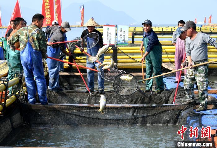 春节临近，鱼市需求大增，渔排上的工作人员正在打捞可以销售的大黄鱼。　王东明 摄