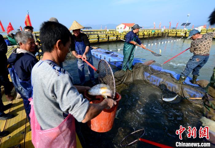 渔排上的工作人员正在打捞大黄鱼。　王东明 摄